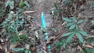 Hmoob Thaib Lub Zos Mis Kamme Tuam Dej Los Haus Los Siv 1432019