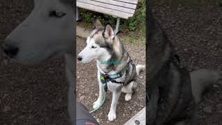 Teach Dogs Focus and Calm in Distraction Environments