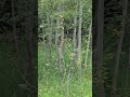 What Is In There? Foreground Background Landscape #awarests #nature