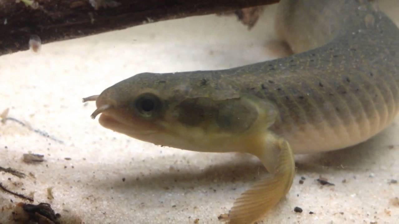 prehistoric art Cute New 8in Senegalus Bichir