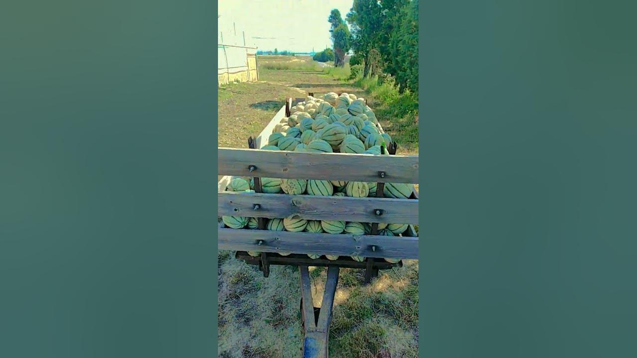 saturday morning surprises #farmer #farming #greenhouse #melon #cool #acousticguitar #music