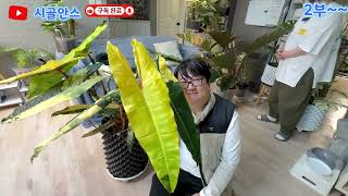 희귀식물 넌 어디까지 키워봤어? (몬스테라/빌리에티에 바리에가타)