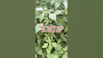 Di ứng mẩn ngứa nổi mề đay #dungcaykinhgioi