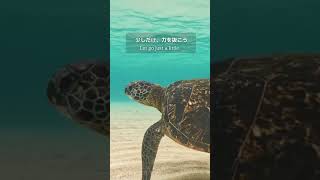 【リラックスBGM】魂がほっとほどける、休日は海辺のカフェへ☕　Relax your soul at a seaside cafe on your days off　#shorts #癒しBGM