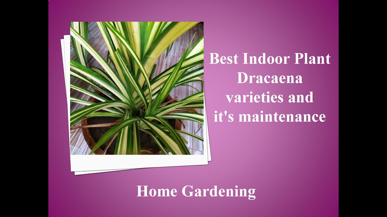Best Indoor Plant Dracaena, varieties and it's maintenance 