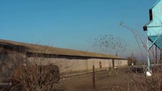 Отпугиватель птиц Коршун-8 ➜ Эффективное отпугивание птиц !