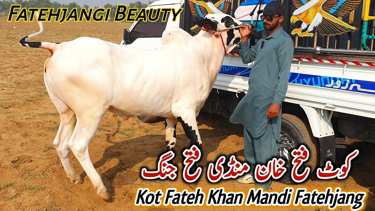 New Mandi Kot Fateh Khan Fatehjang Update 20 October 2024 | High Prices Fatehjangi Bulls