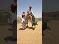 هل كان حفل زفاف فخم أم منافسة كبيرة شاهد كيف أطلق العريس جملا مما عرض حياة العروس البريئة للخطر