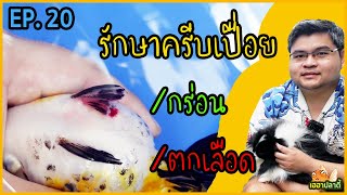 สาธิตการรักษาโรคครีบเปื่อย/กร่อน/ตกเลือด ในปลาทอง พร้อมทริคดีๆ   | EP. 20 | 22 พ.ค. 65