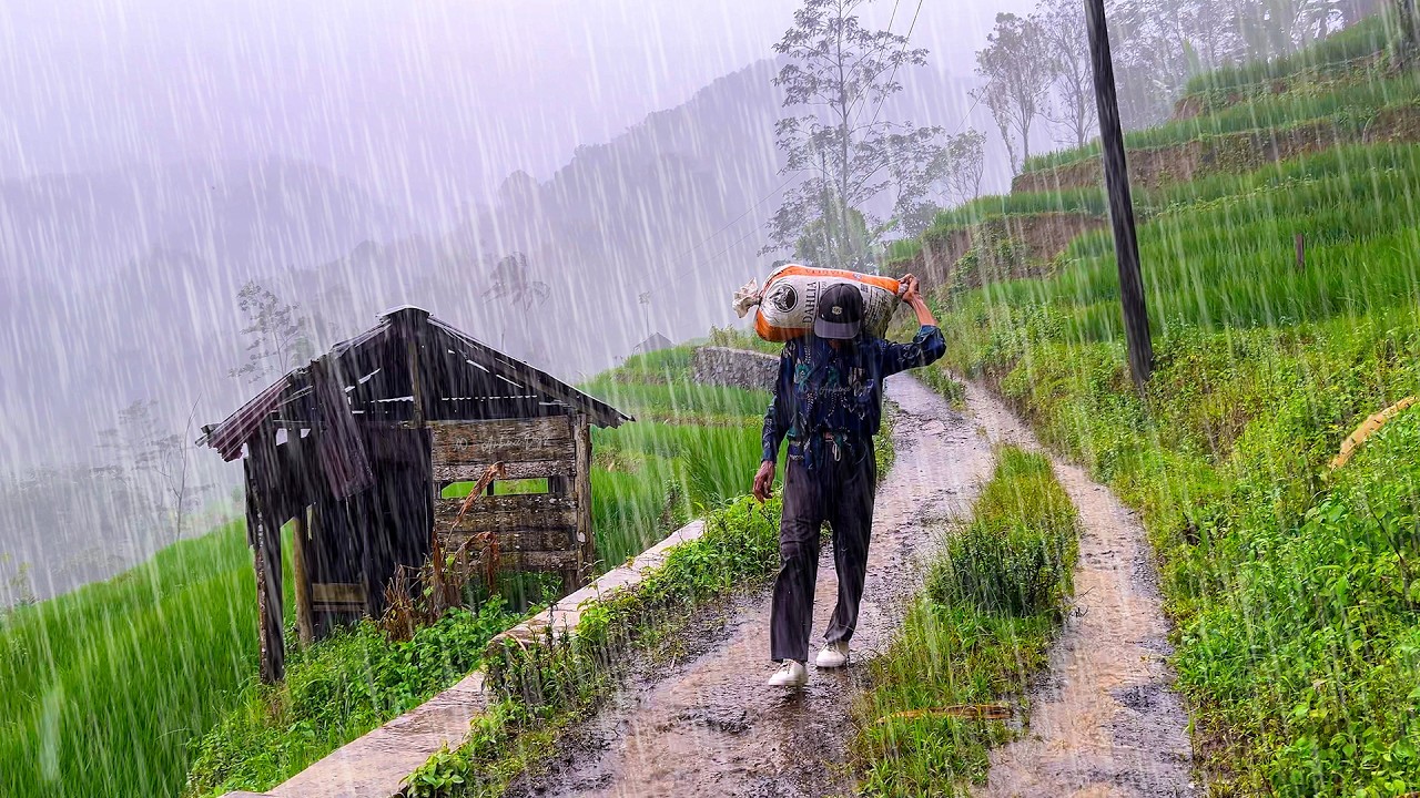 HEAVY RAIN IN THE HILLY COUNTRYSIDE IN SEPTEMBER, TROPICAL RAINFOREST ...