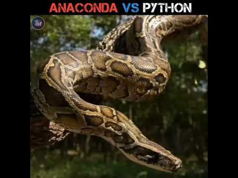 anaconda vs python आखिर इन दोनों सांपों में किसकी होगी जीत #shorts ...