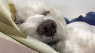 PAANO MATULOG ANG TAMAD NA ASO ! |Yumi|