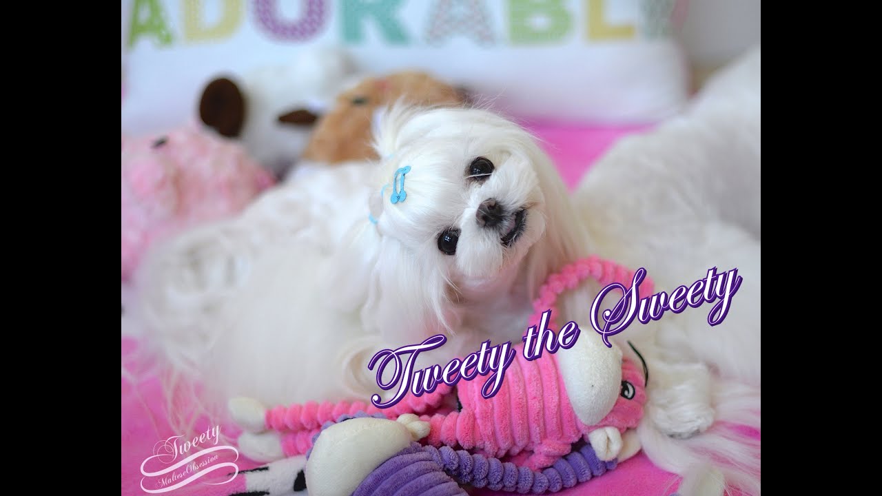 FUN: Tweety the Sweety ~Korean Style Malese ~ Piano Cover EXO 'Baby Don't Cry' Korean Cut