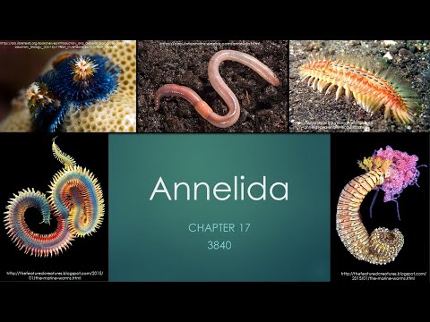 3840_Chapter 17: Annelida