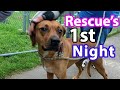 How to PREP for a RESCUE DOG | What to Expect (FIRST NIGHT)