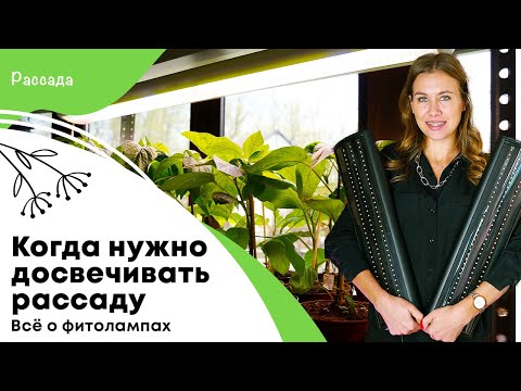 Ответы на самые популярные вопросы о досветке рассады | Когда нужно использовать фитолампы