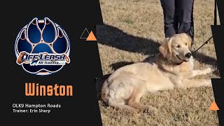 Training a Golden Retriever: From Leash Grabbing to Good Boy! by Team JW Enterprises 28 views 4 days ago 6 minutes, 11 seconds