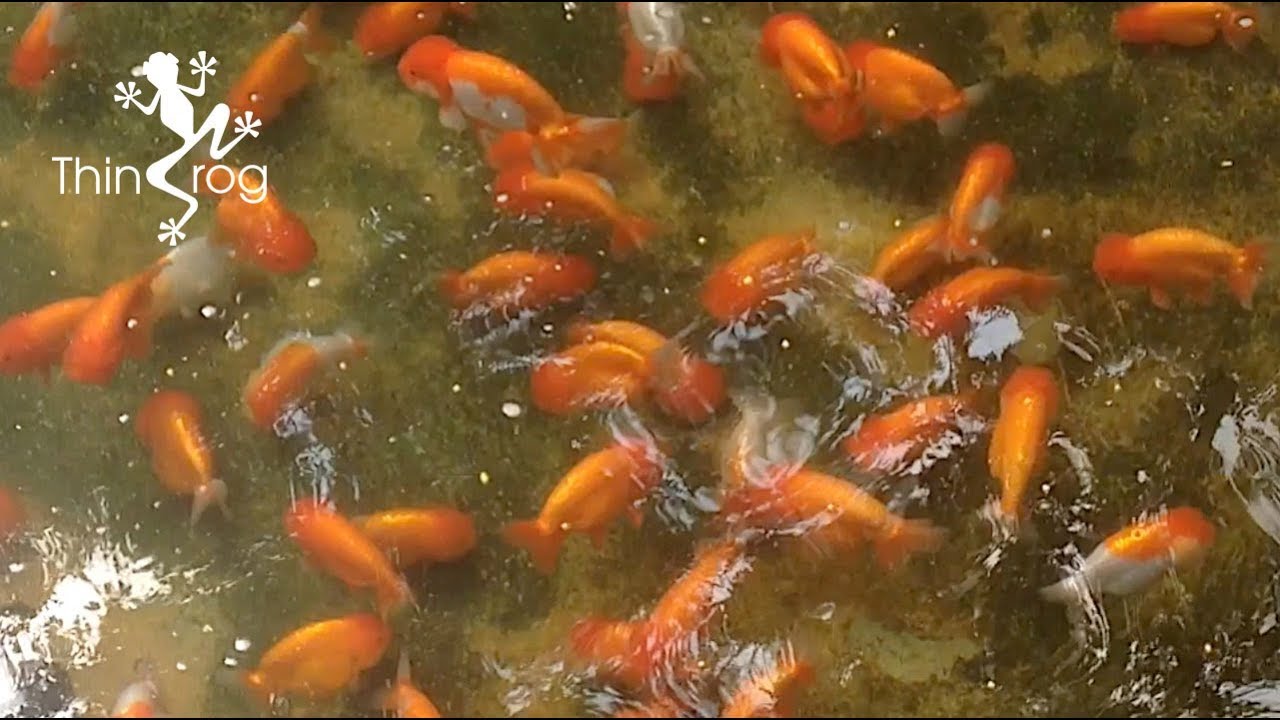Ranchu Goldfish Pond - YouTube