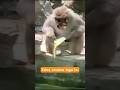 Monkey Funny video#comedyindia #petreels #animallovers #funnyshorts #shorts