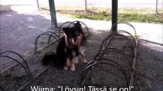 Wiima Nose Work Hajuetsintä 5.6.2016