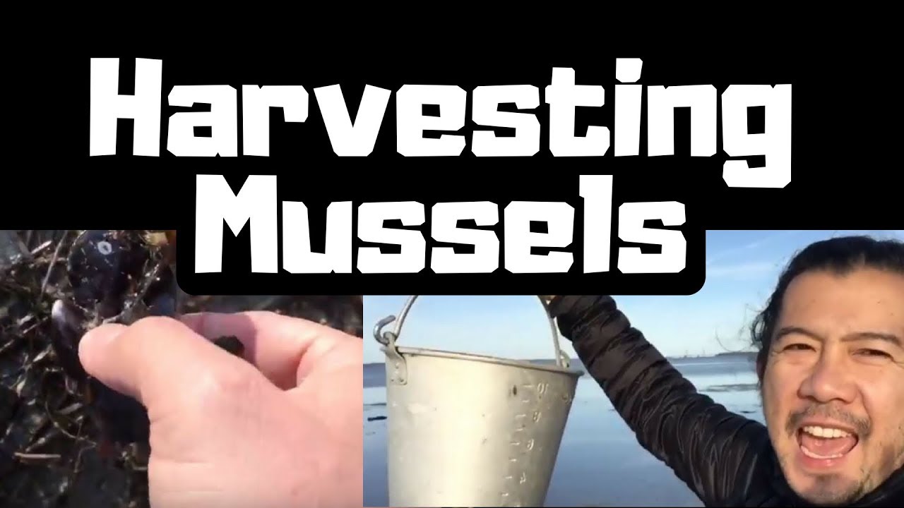 Harvesting Mussels YouTube