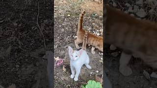 Anne Çuko Yaramazlık Yapıyor