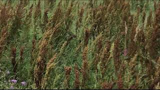 HECS StealthScreen Video 03