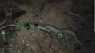 Gedaratama Awa Polaga - Snakes Guardian