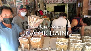 Uga or Daing (dried fish): Eumil Dried Fish Stall, BANICA, Roxas City