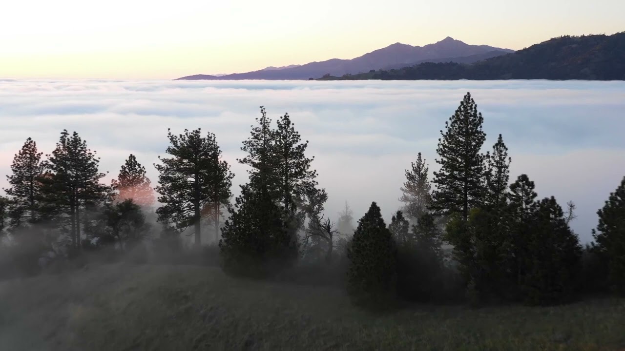 Aerial ambient mix | foggy forest and nature sounds recorded for healing | Chill and meditation