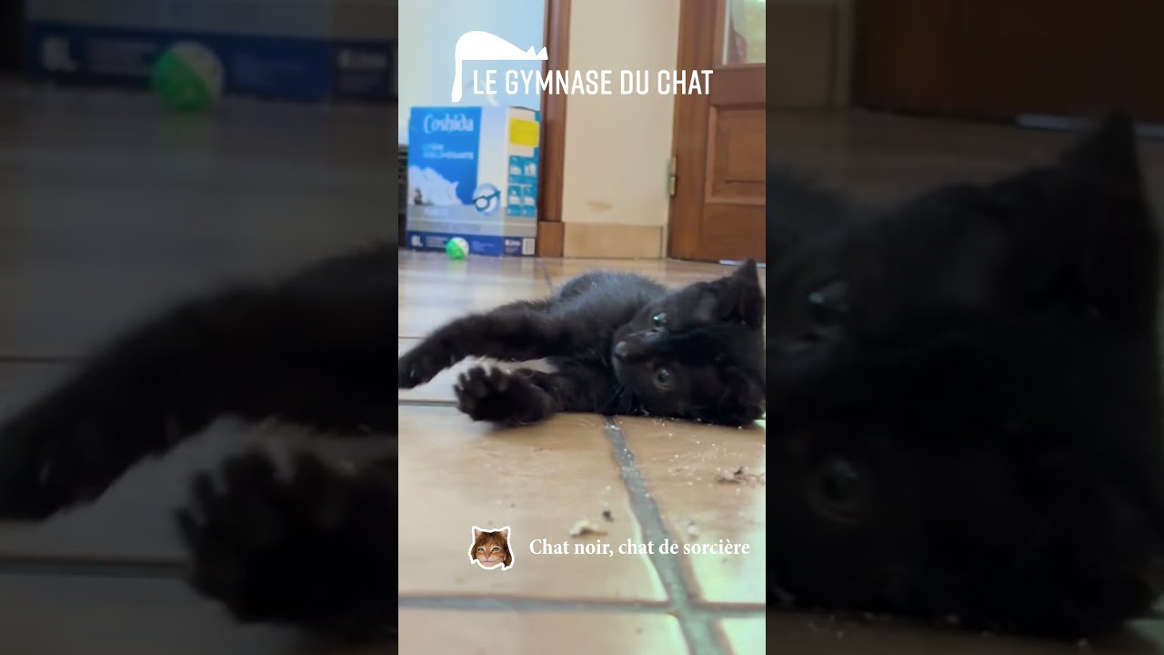 LES CHATS DE SOPHIE Chat noir, chat de sorcière