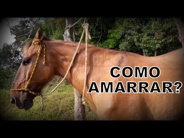 Porque meu cavalo tá mastigando corda? O que eu faço? 