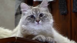 Siberian cats - Siberian Cat Videos Compilation #11 | Spark of Nature by Spark of Nature 103 views 2 years ago 7 minutes, 3 seconds