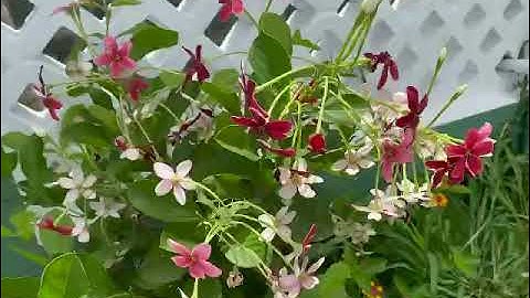 Nhà vườn nghỉ dưỡng siêu hot 24 -3- 2021