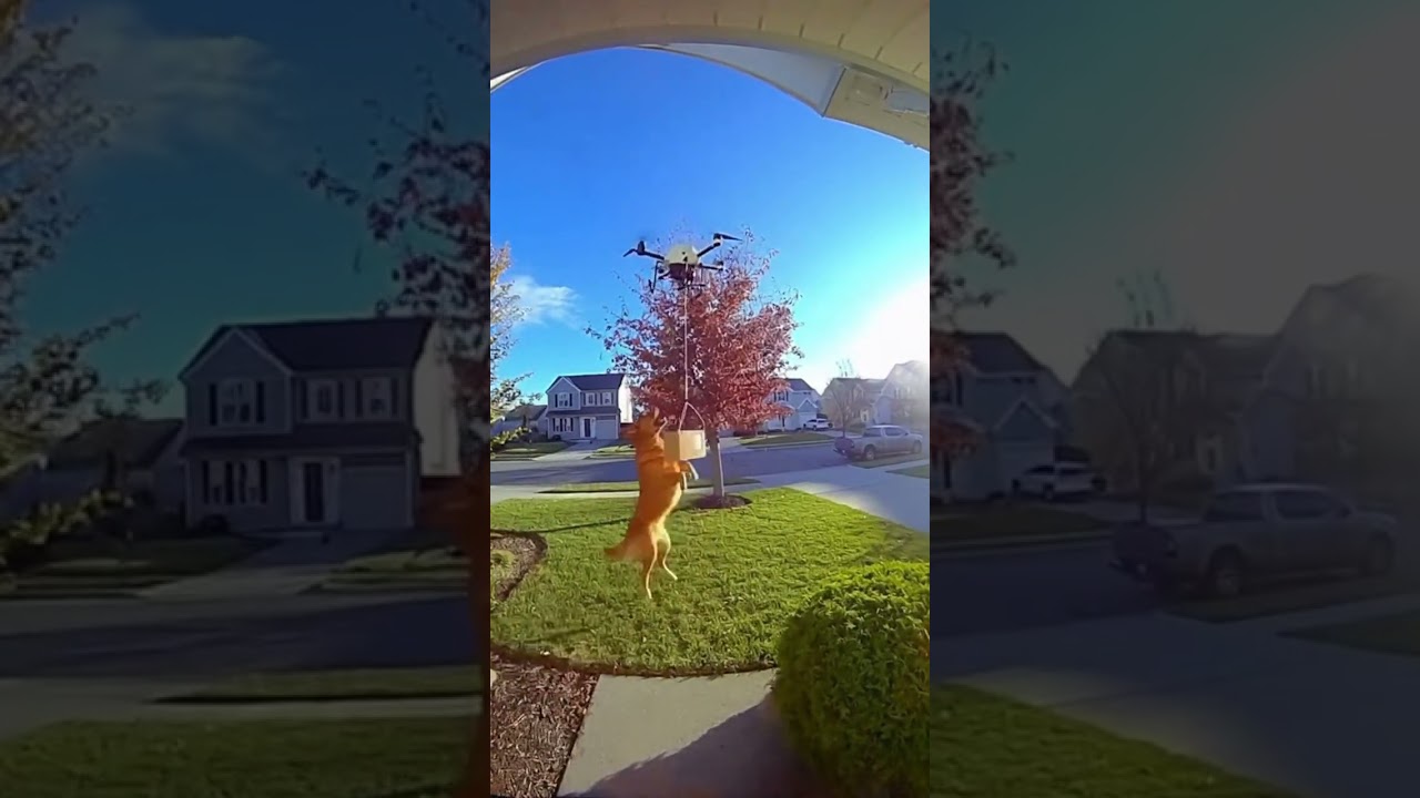 Dog Attacks Delivery Drone — Neighbors Couldn’t Stop Laughing!
