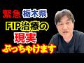 【FIP発症】栃木県のFIP治療事情——助けられなかった命から考える｜第160話＠猫伝染性腹膜炎