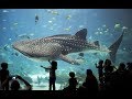 The Georgia Aquarium - Atlanta USA | NYC Desi