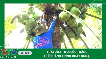 STV - Áp dụng các biện pháp canh tác đáp ứng yêu cầu xuất khẩu Dừa tươi
