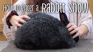 How to enter a rabbit show  join me with my silver foxes and creme d'argents!