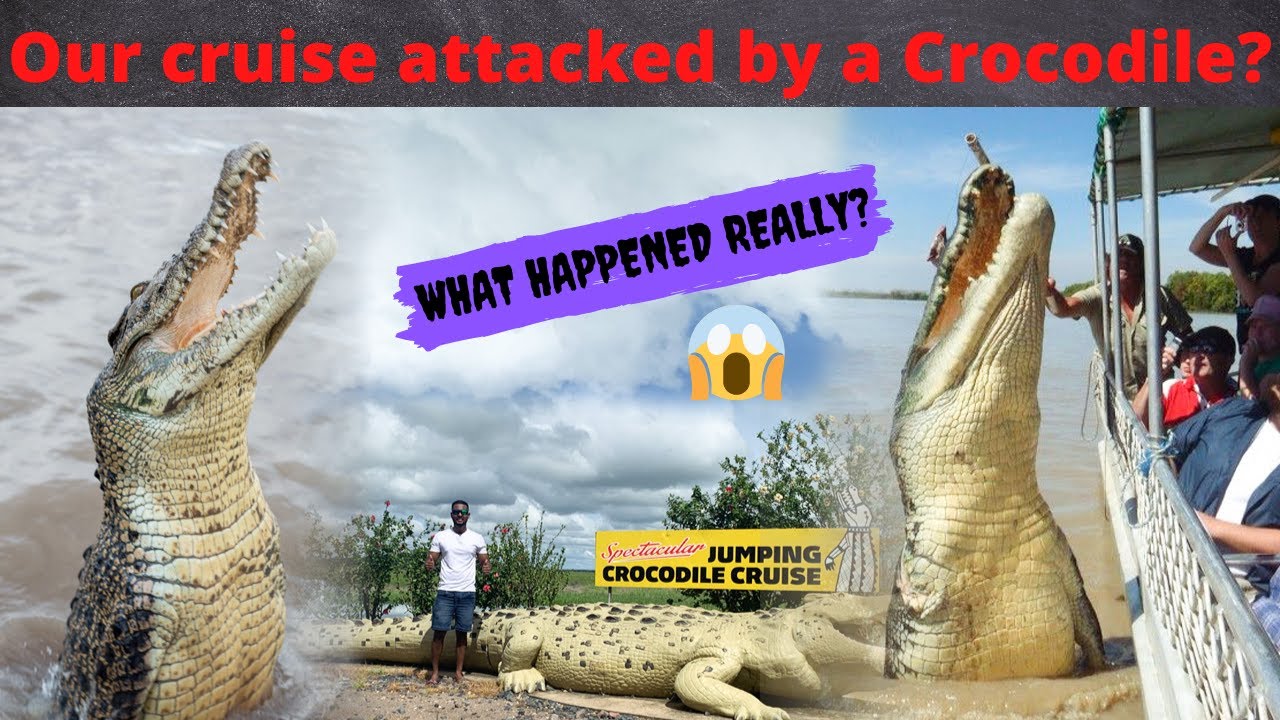 Spectacular Jumping Crocodile Cruise in Northern Territory, Australia |  The MAGnificent Show