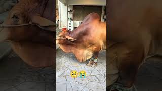 Allah ki rah mein kurban Ho Gaya 🥺😭so beautiful 💖💕mashallah 🌺❣️#janwar #cattleworld #cow #cattles