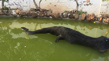 Sân vườn A Hổ Tâm Thắng Cujut đaknong