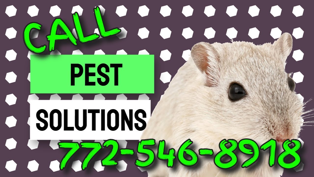 Find pest control near me for moles Pest Solutions 546 8918 YouTube