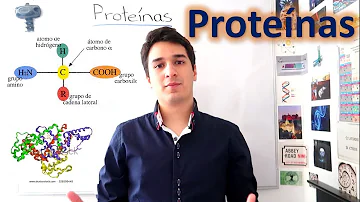 ¿Pueden las proteínas ser hidrófobas?