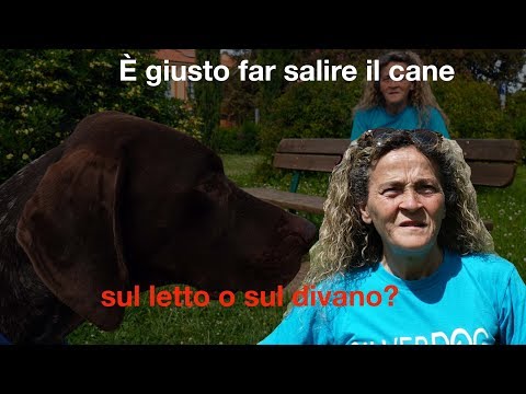 Video: Tieni il tuo cane fuori dal divano