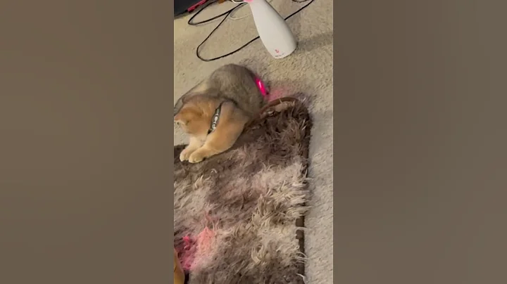 Video 9219821: munchkin kitten cutecat catlovers, munchkin cat cutecat kittens, munchkin kitten meowing cat, cute munchkin catlover meowed