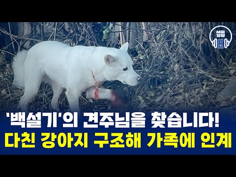 다친 강아지 구조해 가족에 <strong>인계</strong>💕