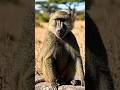 baboon ind#Shorts #YouTubeShorts #AIAnimation #Animation #ViralShorts #Trending #FunnyAnimation #USA