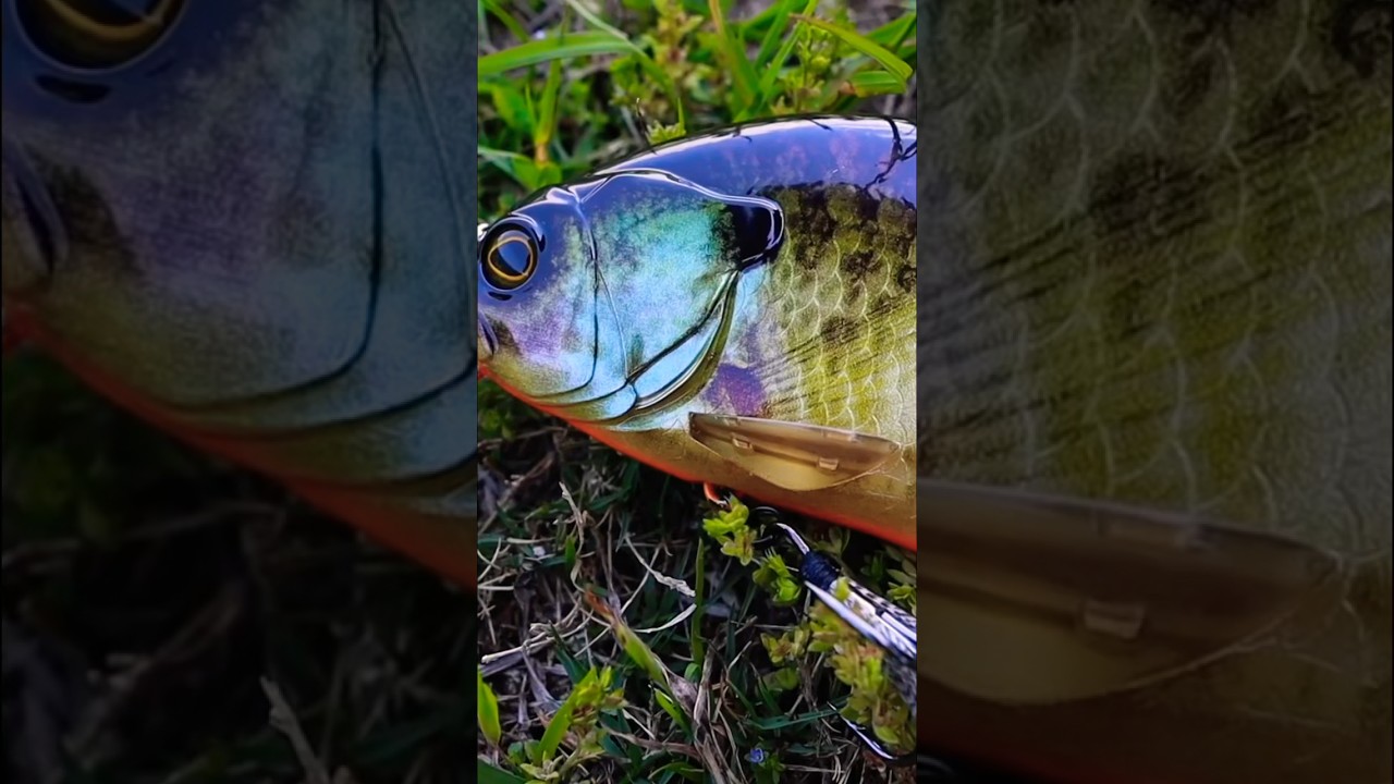 I Caught A GIANT Bass On A REALISTIC Bluegill Lure… 