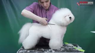 Bichon frise grooming by Anna Bardysheva. Part 3